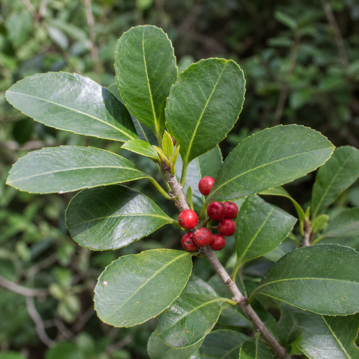 Zdjęcie botaniczne: Yerba mate